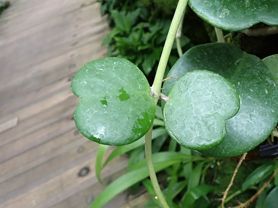 Hoya Kerrii Leaf — botanical anatomy illustration