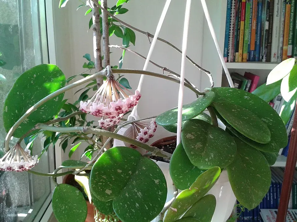 Hoya Obovata Flower — botanical anatomy illustration