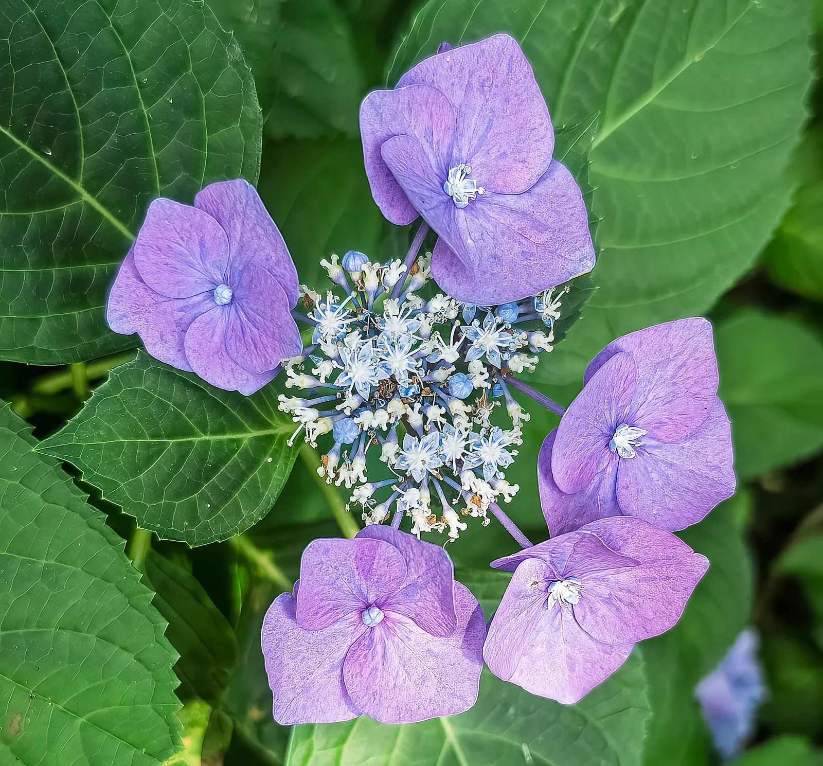 Hydrangea Flower — botanical anatomy illustration