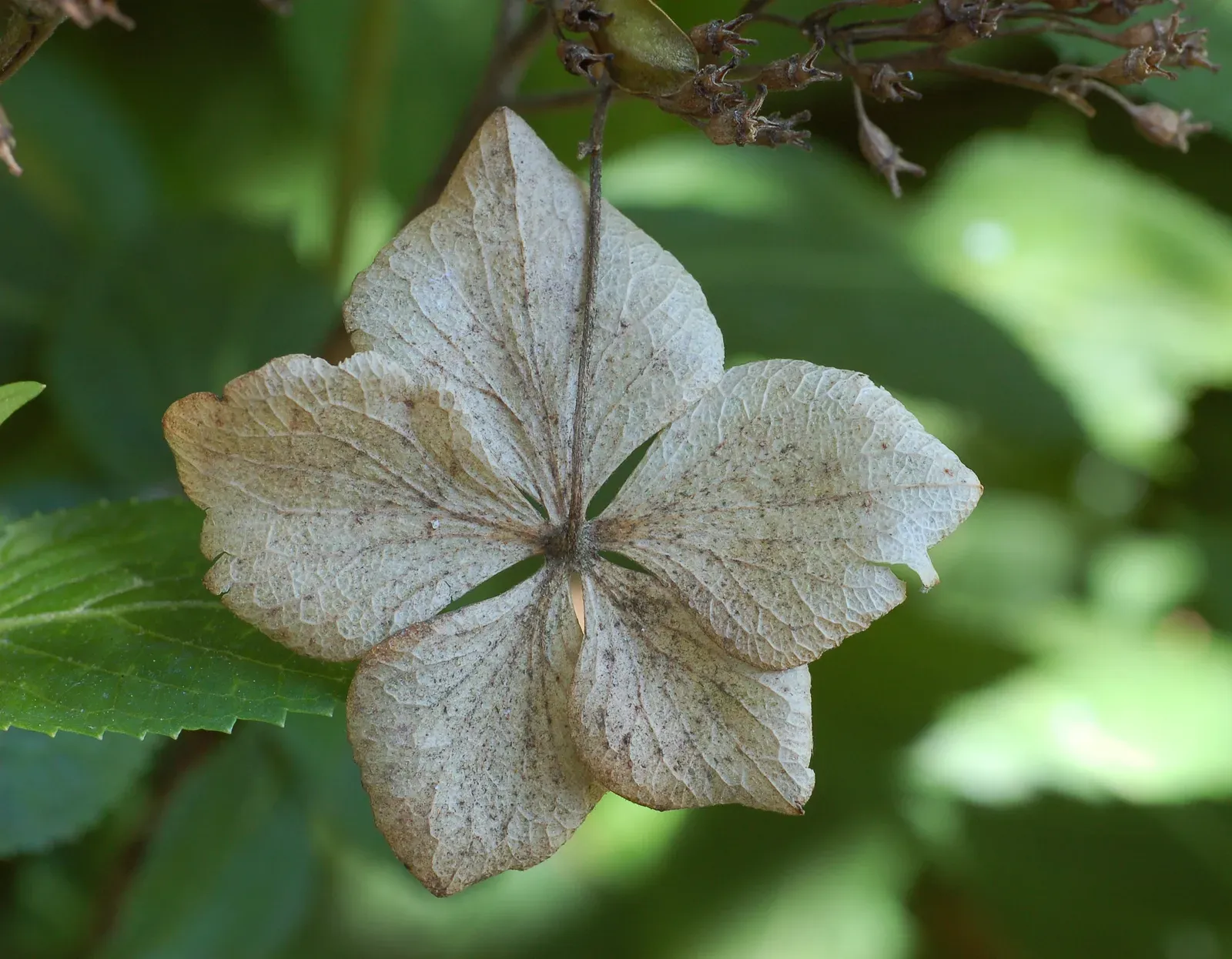 Hydrangea Leaf — botanical anatomy illustration