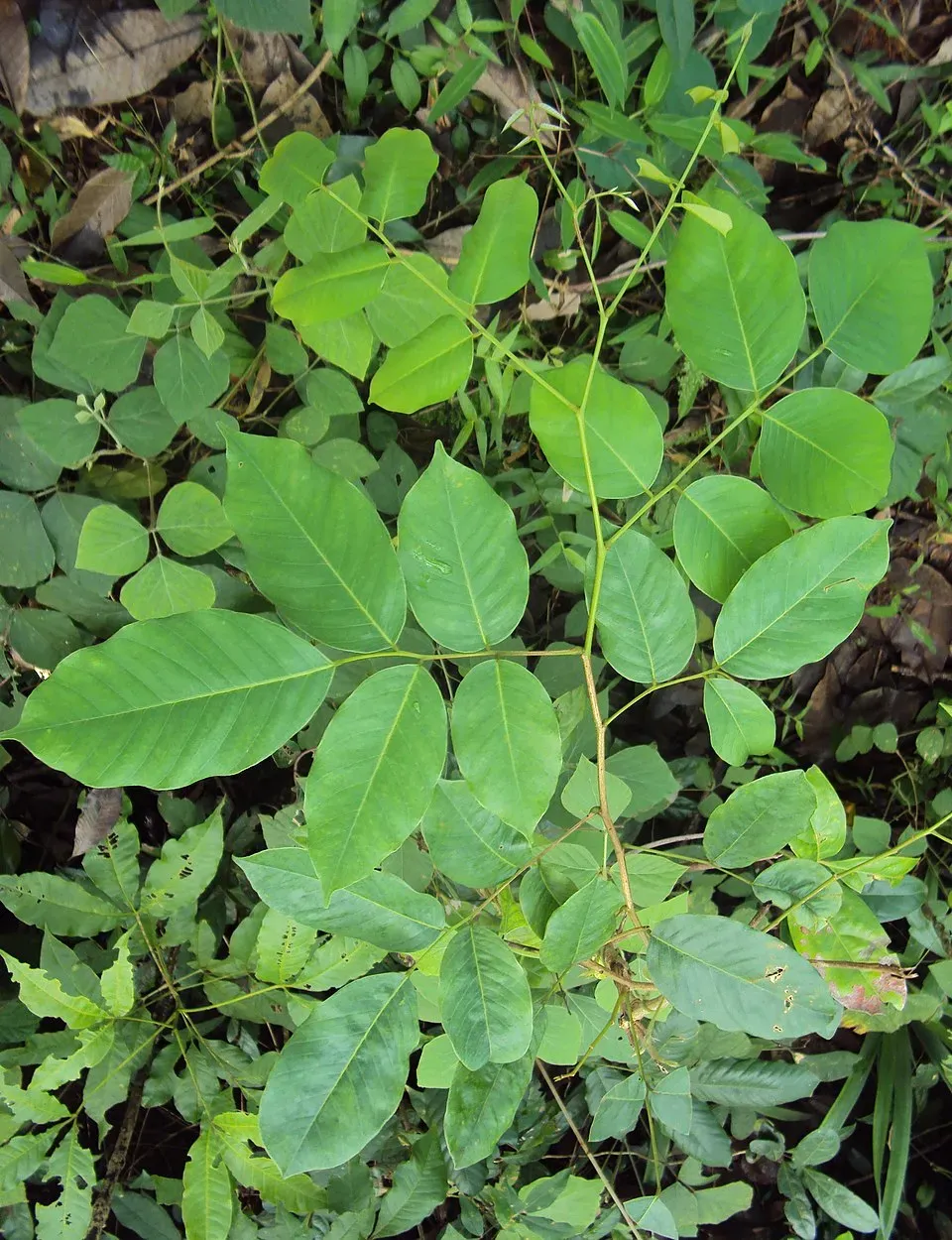 Indian Kino Leaf — botanical anatomy illustration