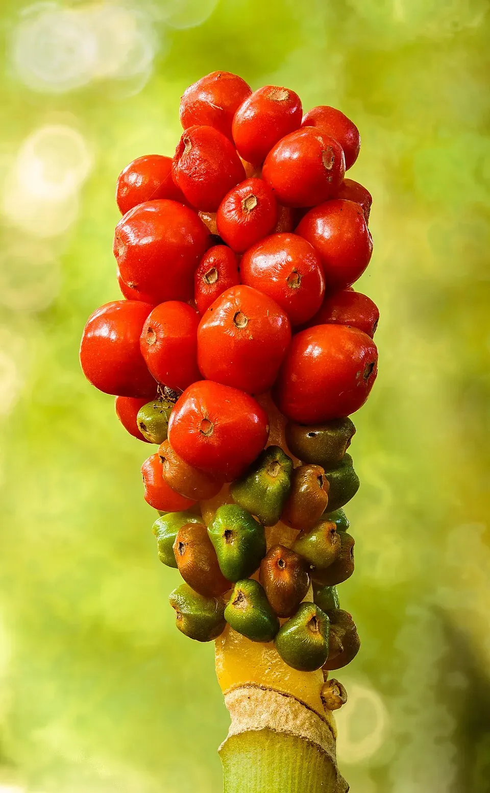Italian Arum Flower — botanical anatomy illustration