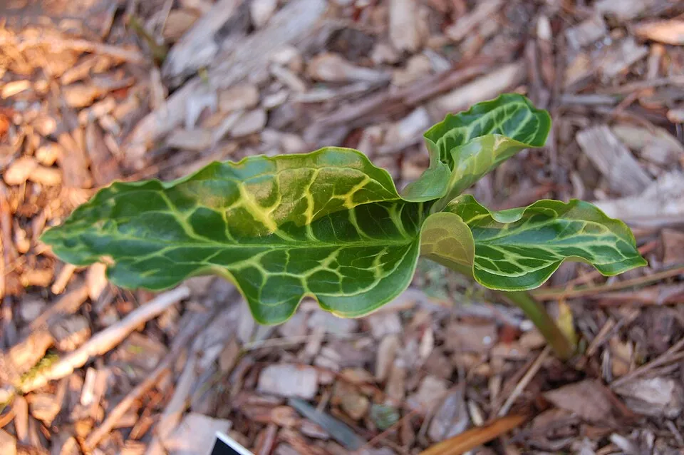 Italian Arum Leaf — botanical anatomy illustration