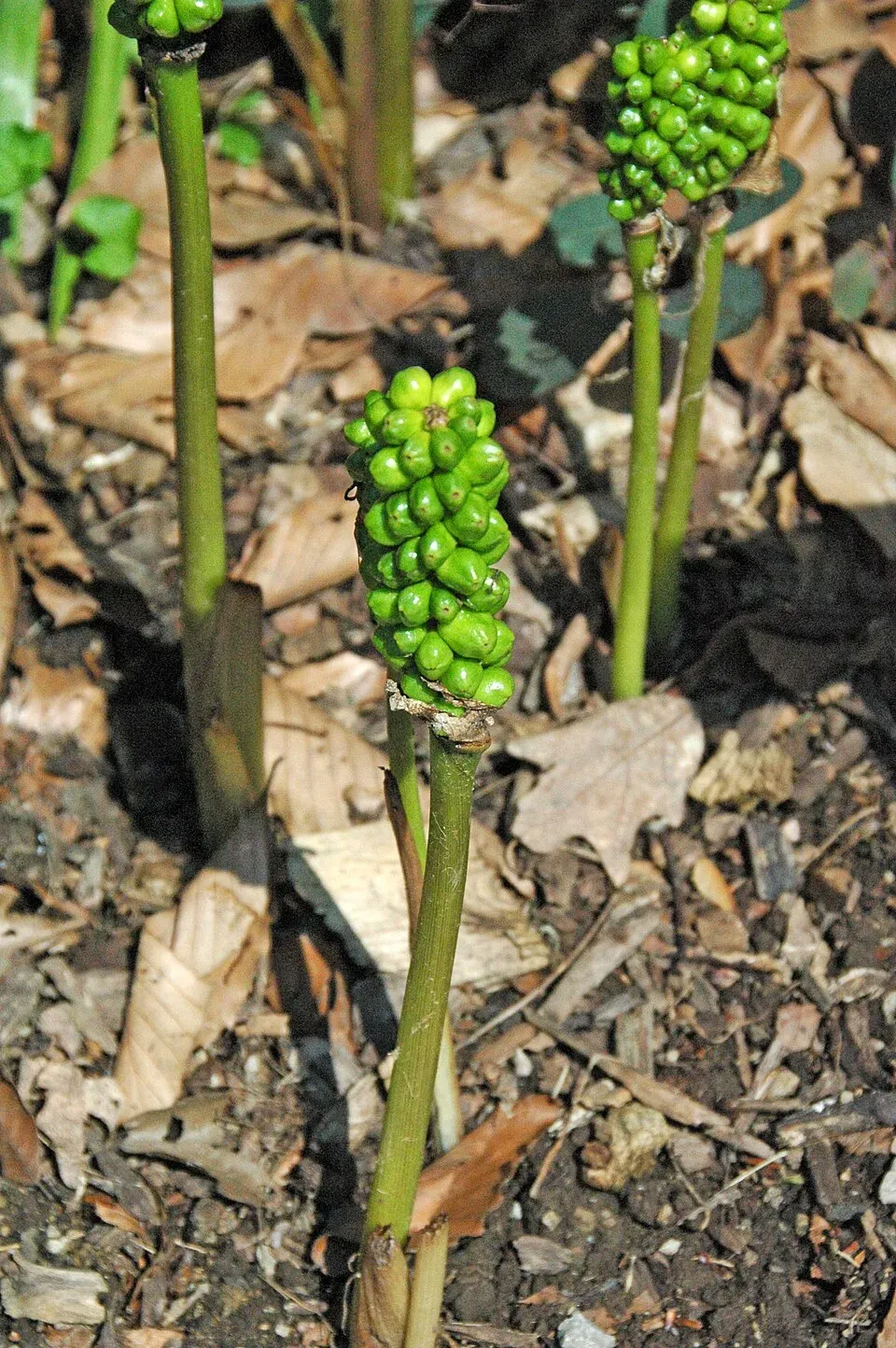Italian Arum Root System — botanical anatomy illustration