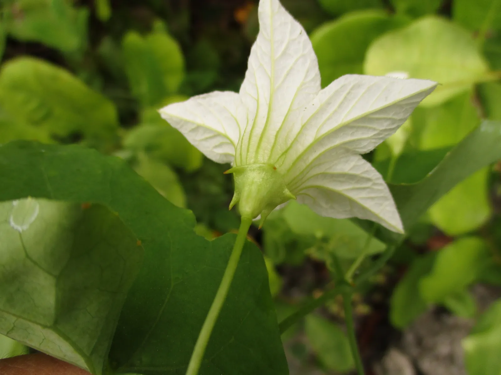 Ivy Gourd Flower — botanical anatomy illustration