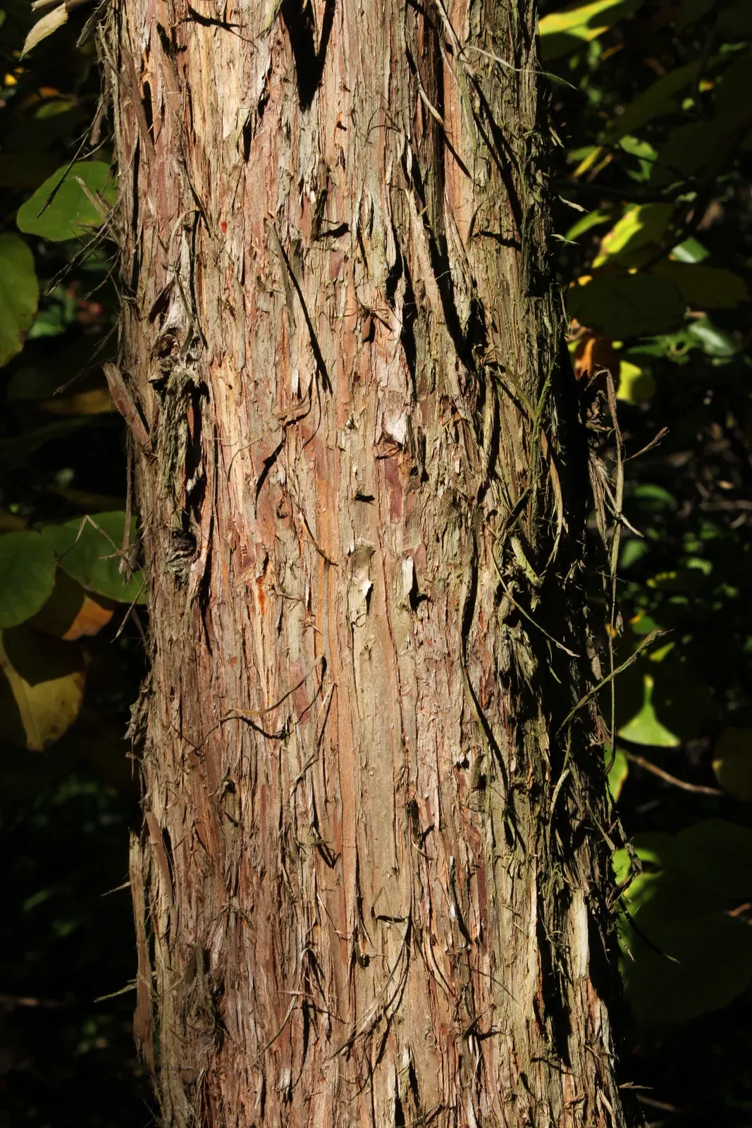 Japanese Cedar Bark & Stem — botanical anatomy illustration