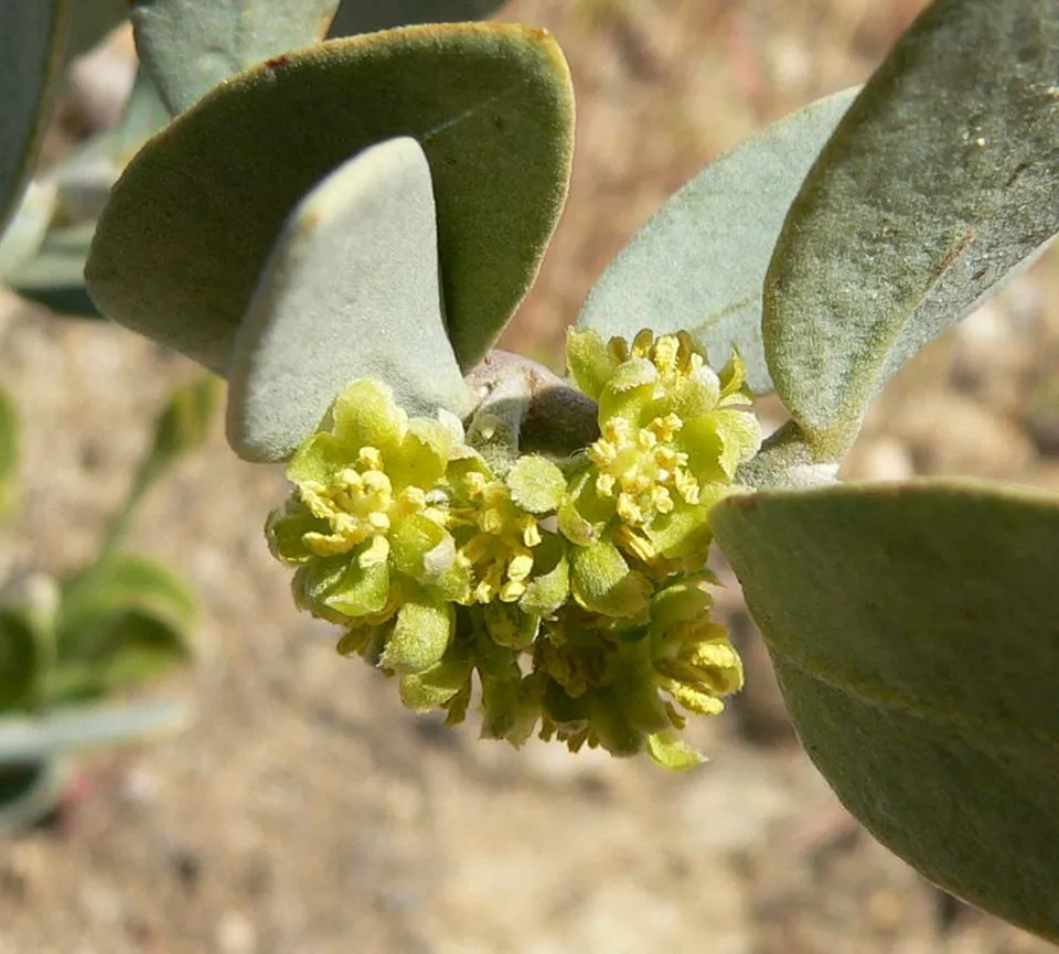 Jojoba Flower — botanical anatomy illustration
