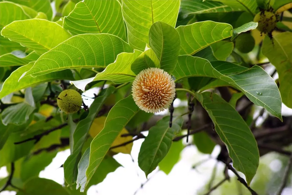 Kadamba Flower — botanical anatomy illustration
