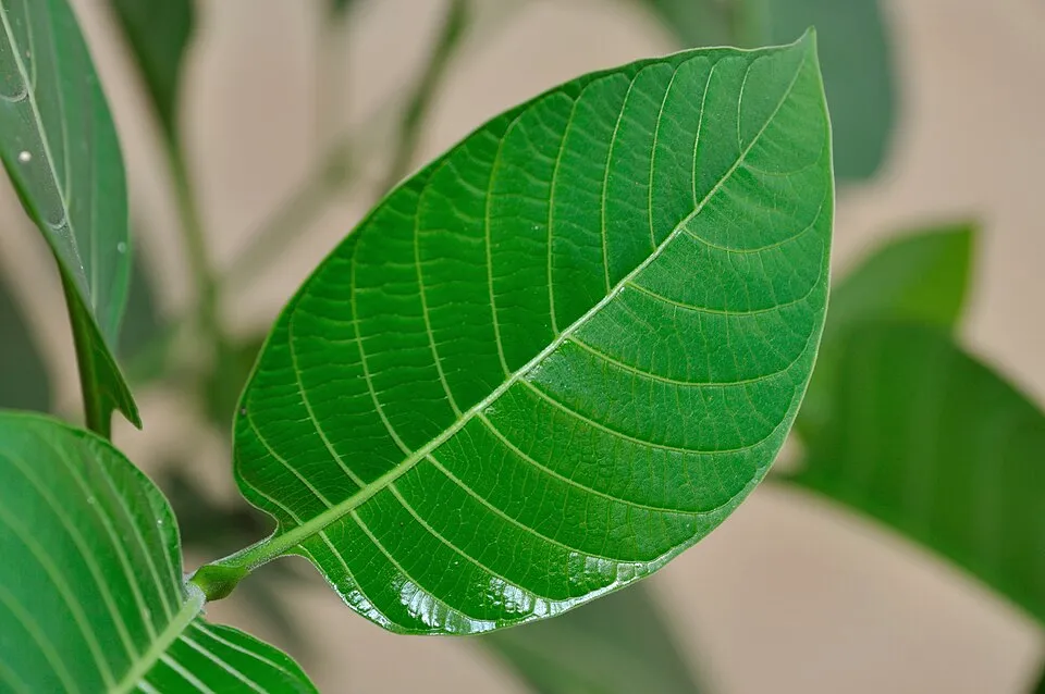 Kadamba Leaf — botanical anatomy illustration