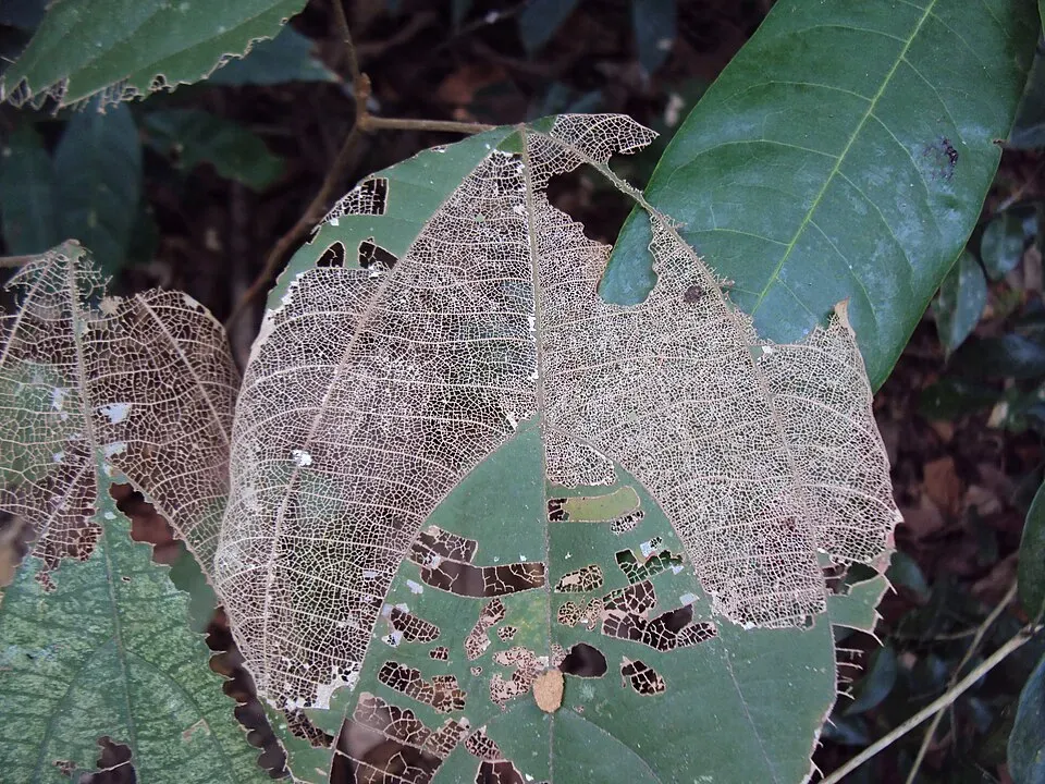 Kamala Tree Leaf — botanical anatomy illustration