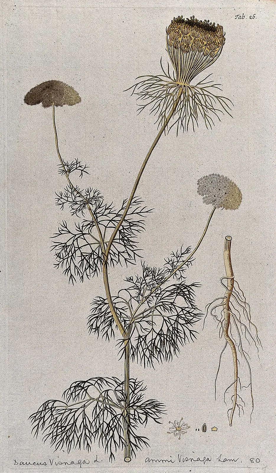 Khella Bark & Stem — botanical anatomy illustration