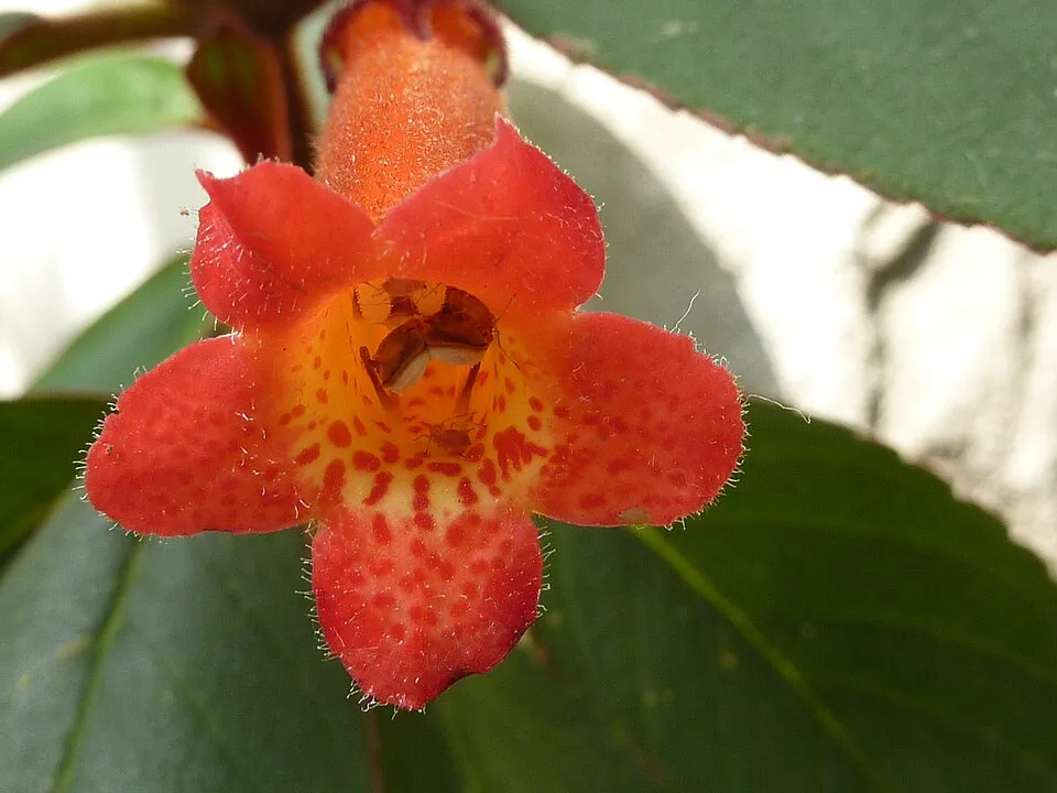 Kohleria Flower — botanical anatomy illustration