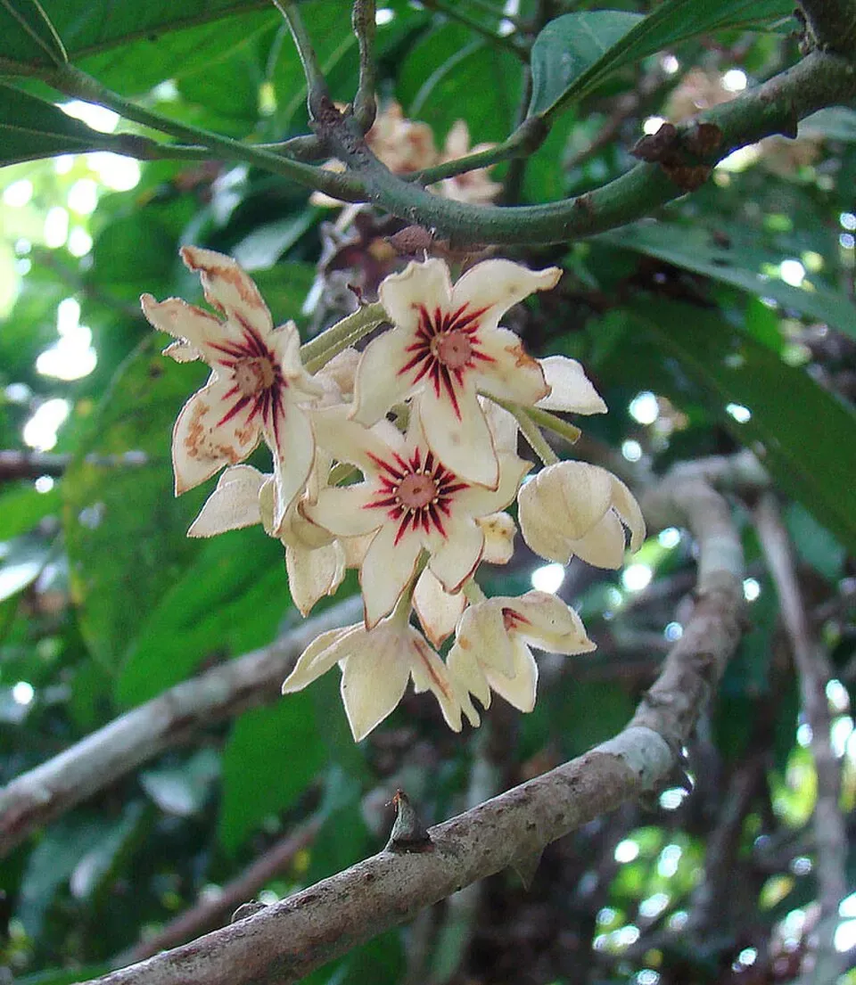 Kola Nut Flower — botanical anatomy illustration