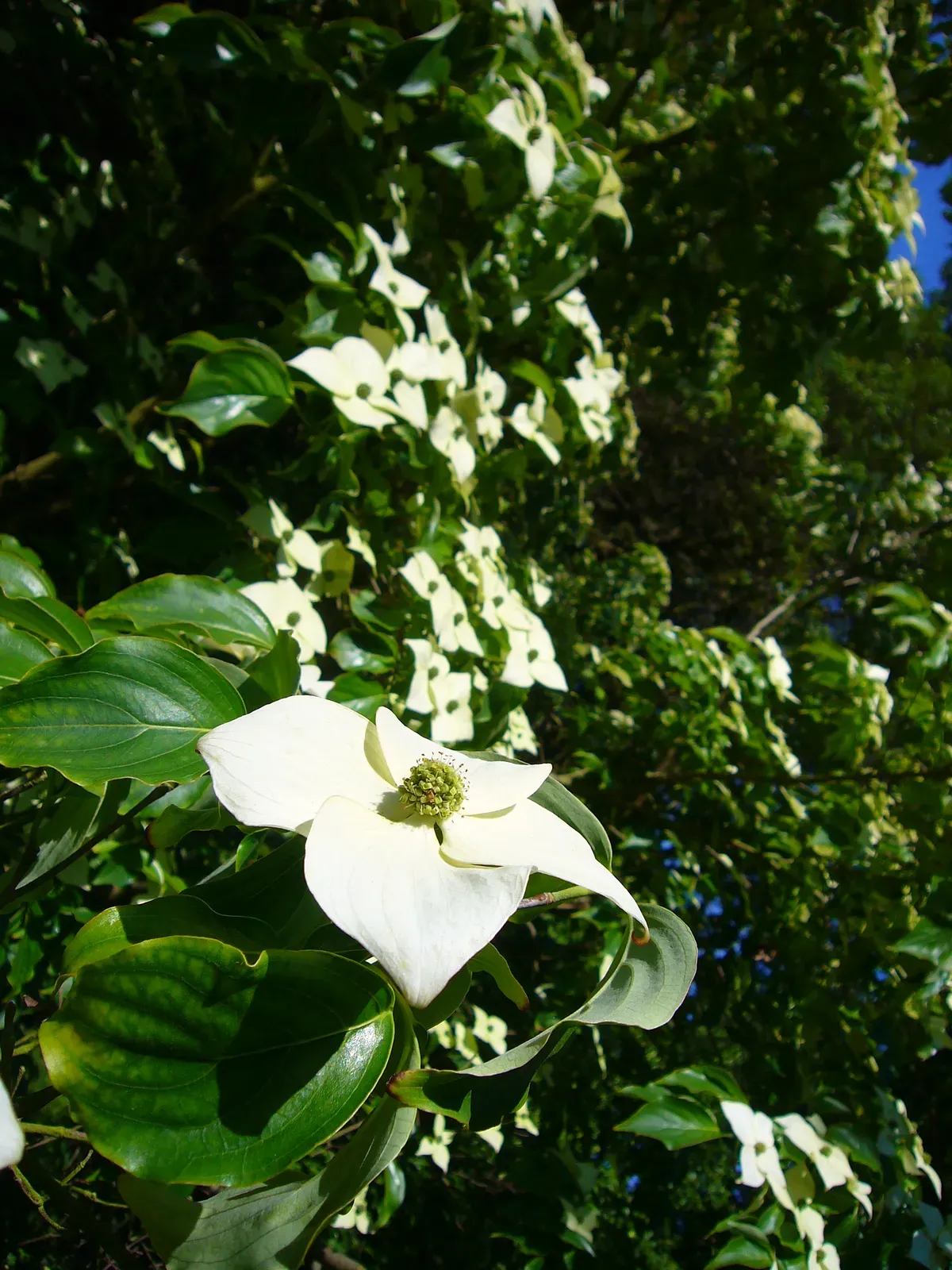Kousa Dogwood Flower — botanical anatomy illustration