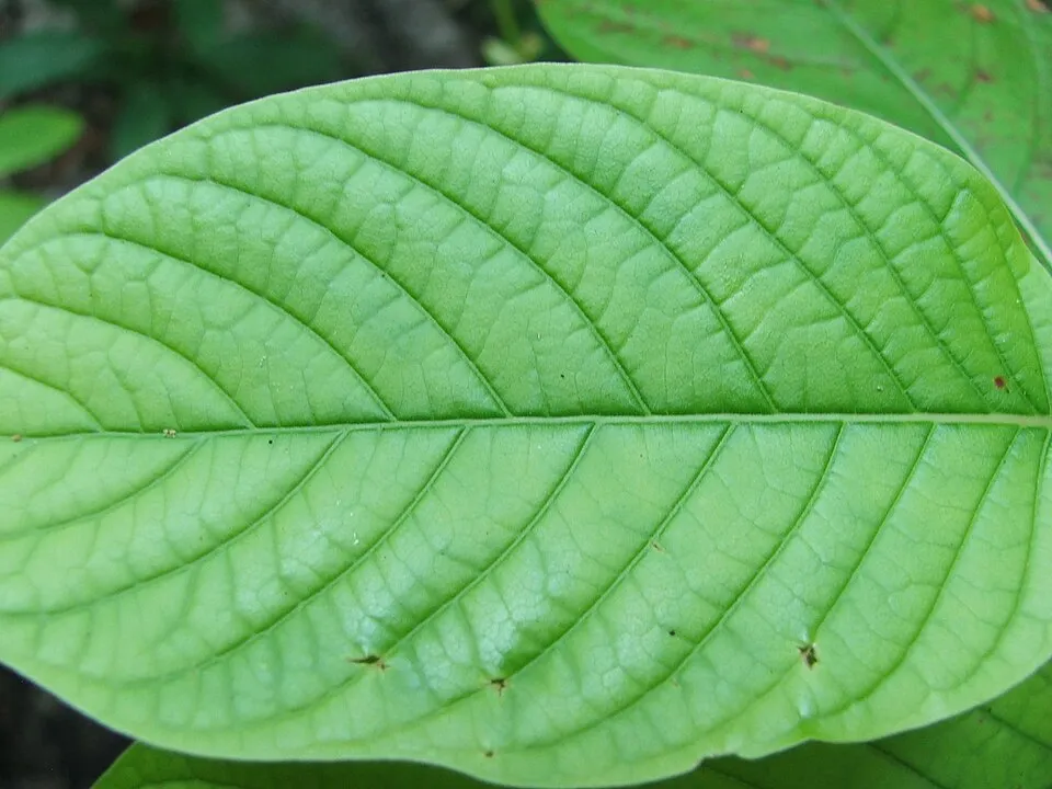 Kratom Leaf — botanical anatomy illustration