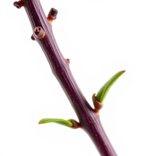 Krishna Tulsi Bark & Stem — botanical anatomy illustration