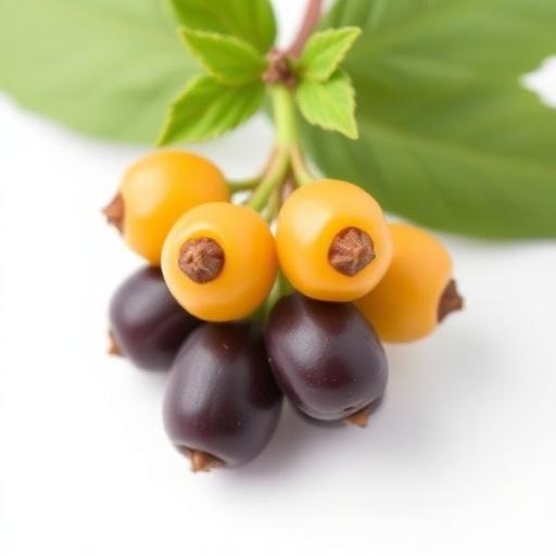 Krishna Tulsi Fruit — botanical anatomy illustration