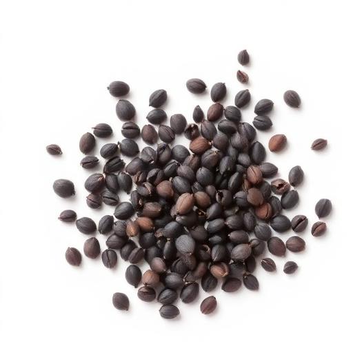 Krishna Tulsi Seed — botanical anatomy illustration