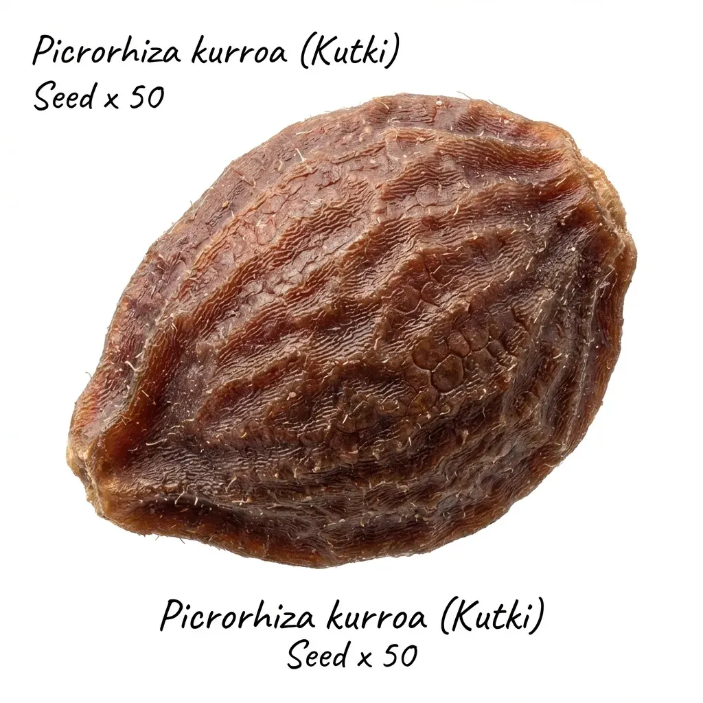Kutki Seed — botanical anatomy illustration