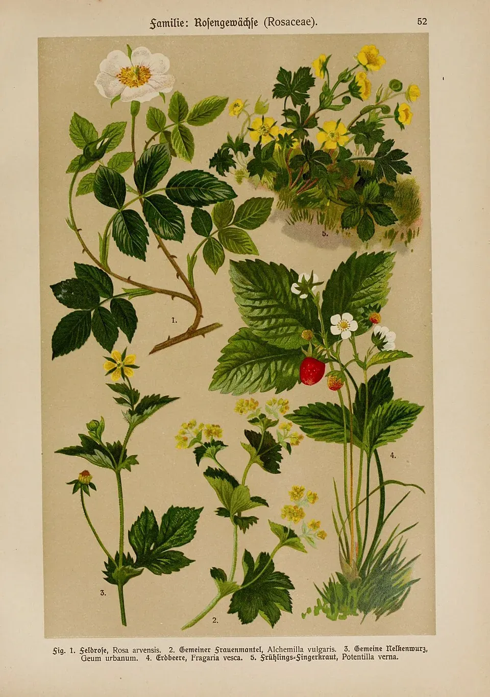Lady's Mantle Fruit — botanical anatomy illustration