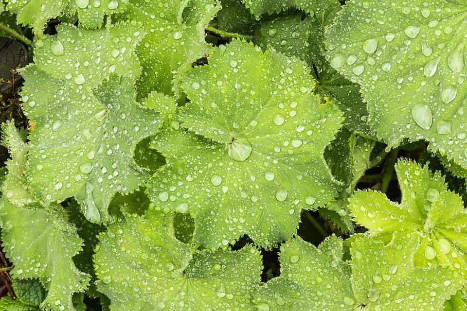 Lady's Mantle Leaf — botanical anatomy illustration