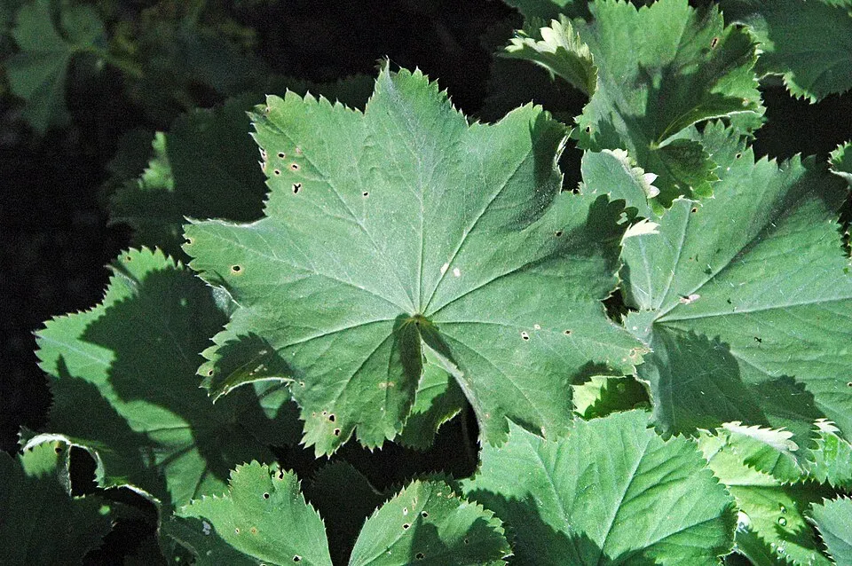Lady's Mantle Root System — botanical anatomy illustration