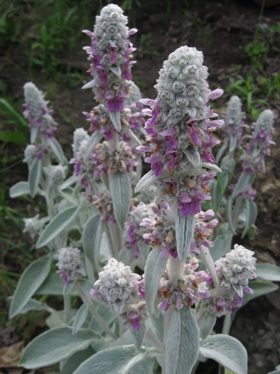 Lambs Ear Flower — botanical anatomy illustration