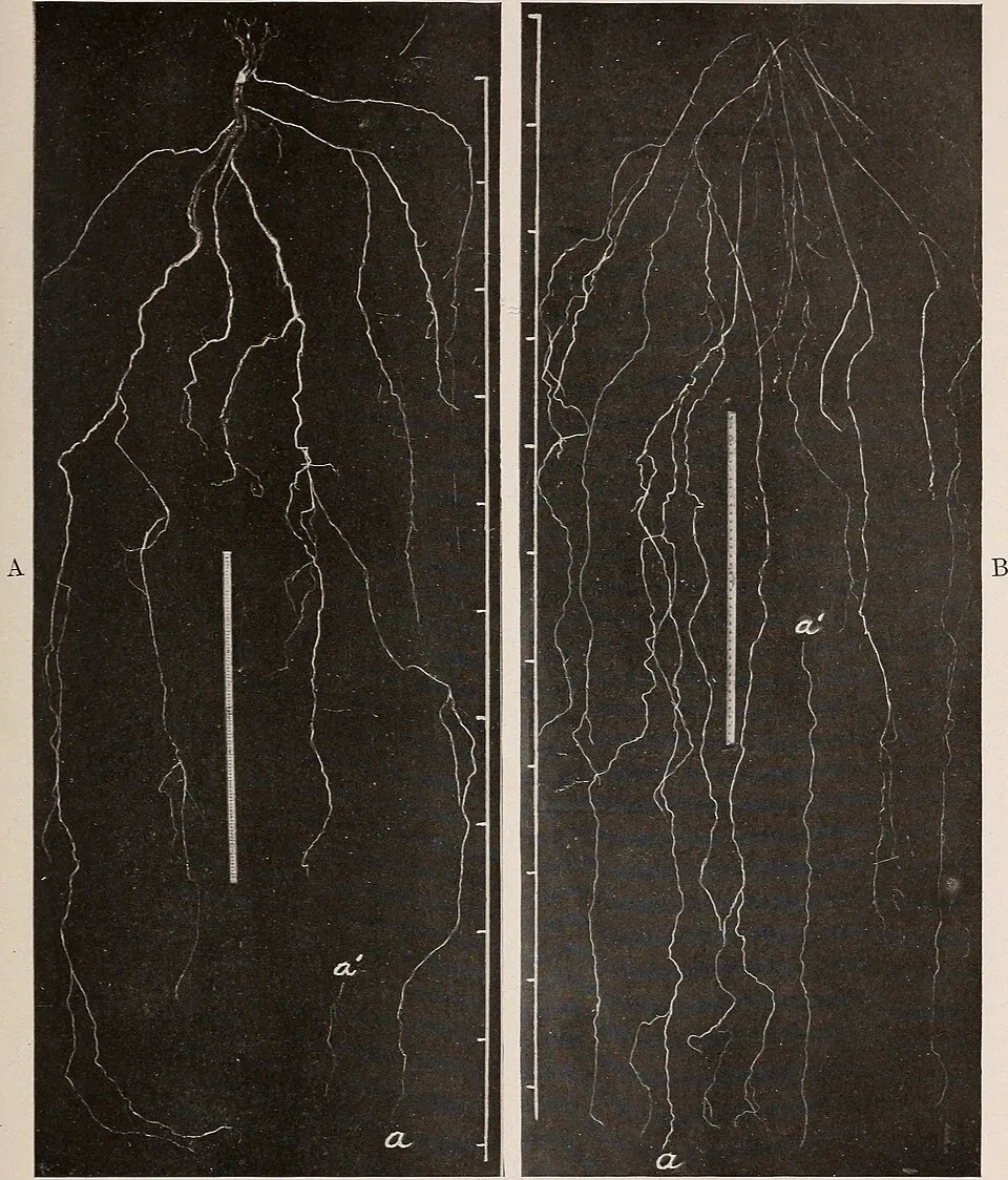 Lead Plant Root System — botanical anatomy illustration