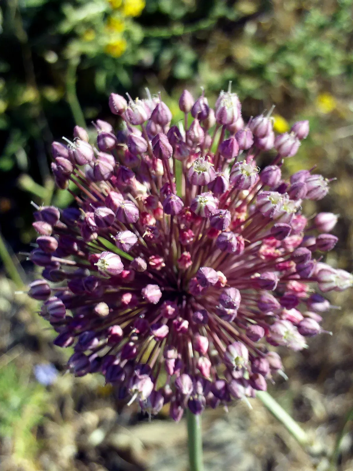 Leek Flower — botanical anatomy illustration