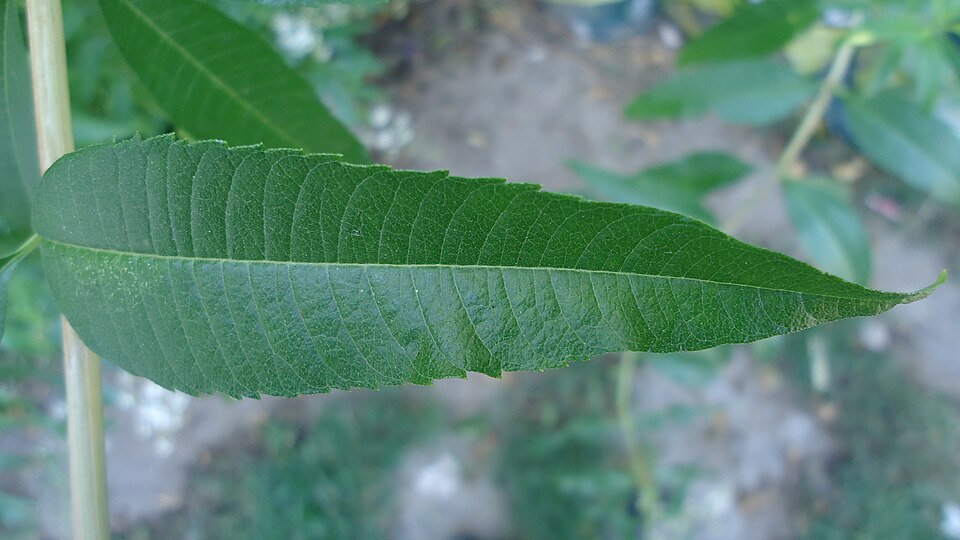 Lemon Verbena Leaf — botanical anatomy illustration