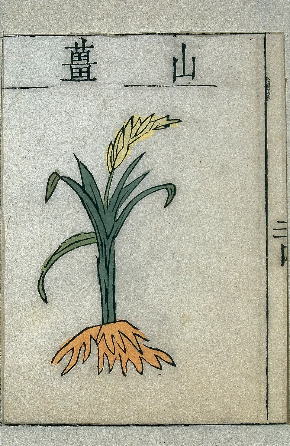 Lesser Galangal Root System — botanical anatomy illustration