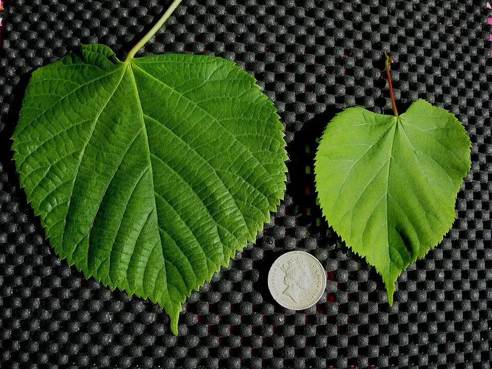 Linden Flower Leaf — botanical anatomy illustration