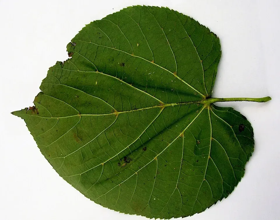 Linden Leaf — botanical anatomy illustration