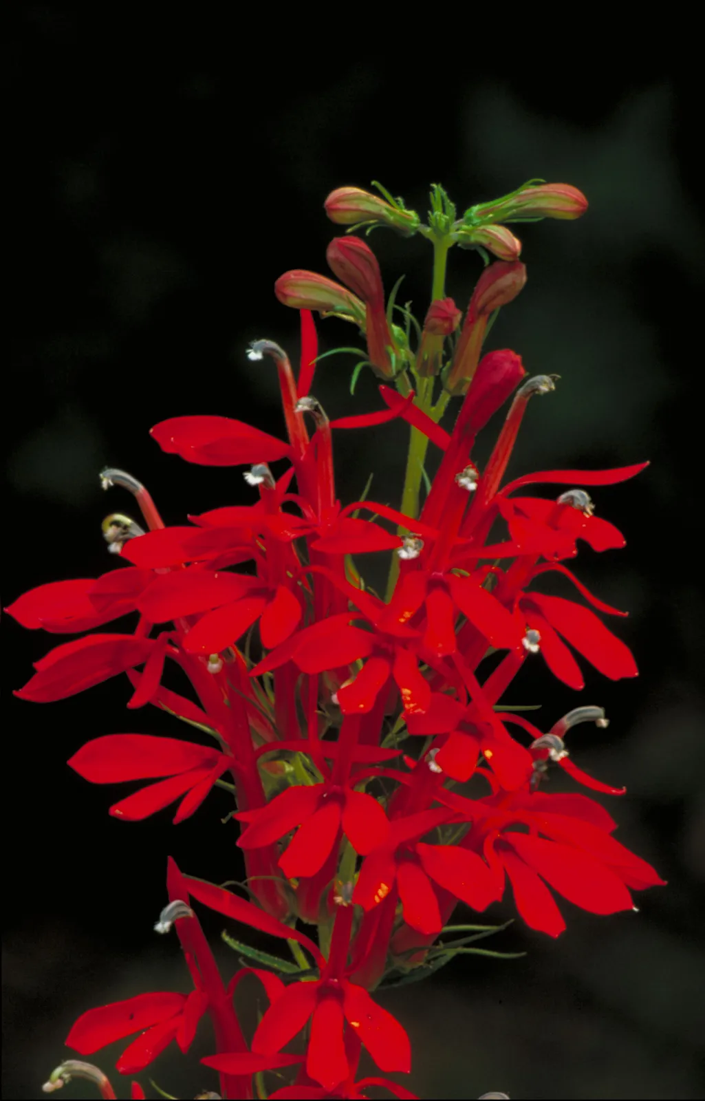 Lobelia Cardinalis Flower — botanical anatomy illustration