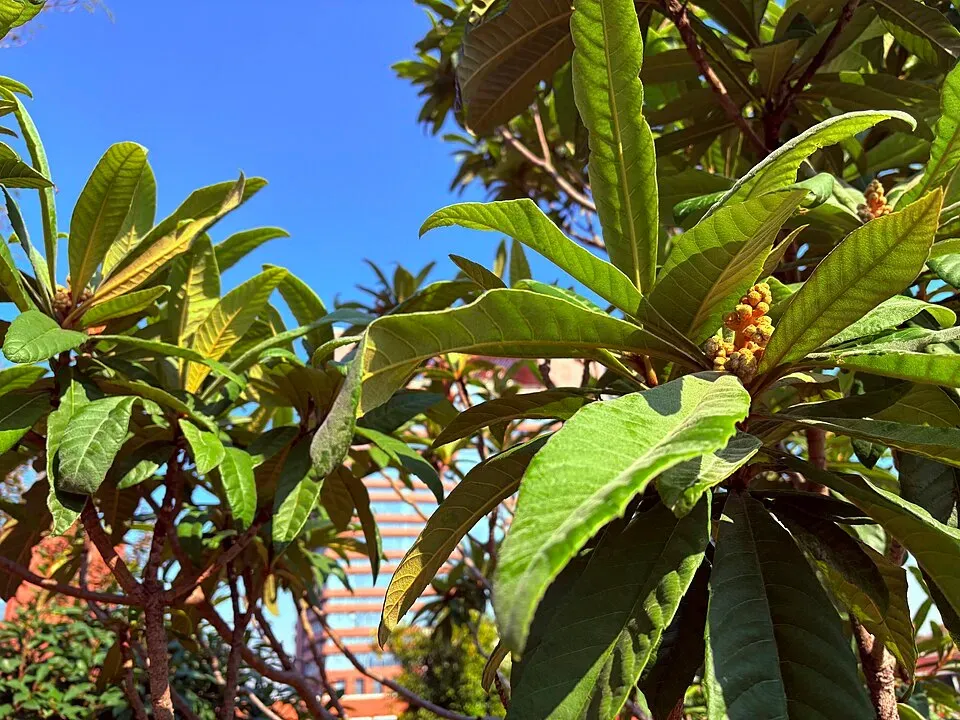 Loquat Garden Plant: Care, Blooms & Landscape Use