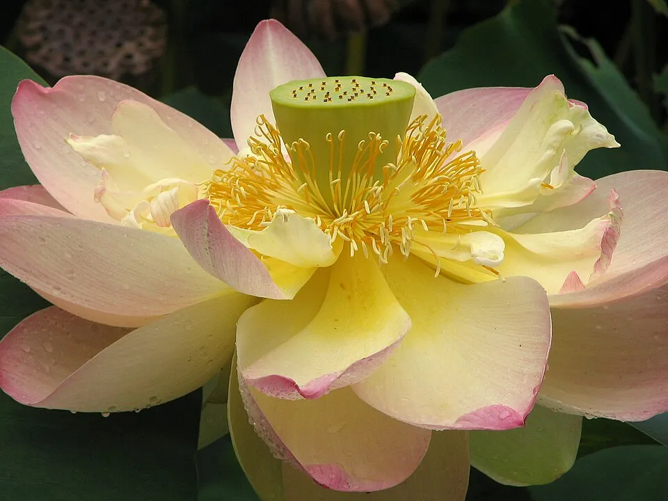Lotus Flower — botanical anatomy illustration