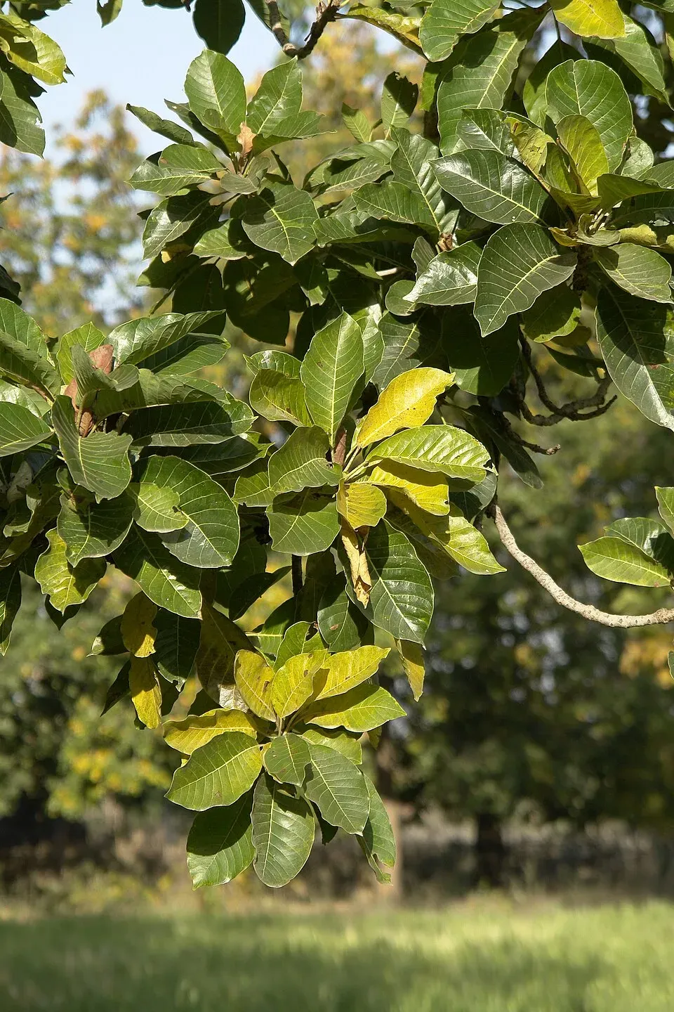 Mahua Leaf — botanical anatomy illustration