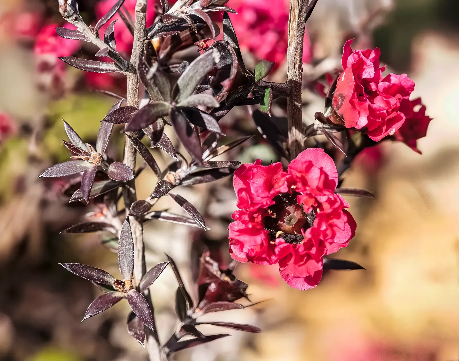 Manuka Flower — botanical anatomy illustration
