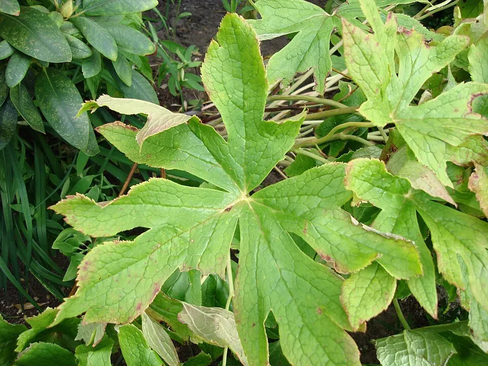 Mayapple Leaf — botanical anatomy illustration
