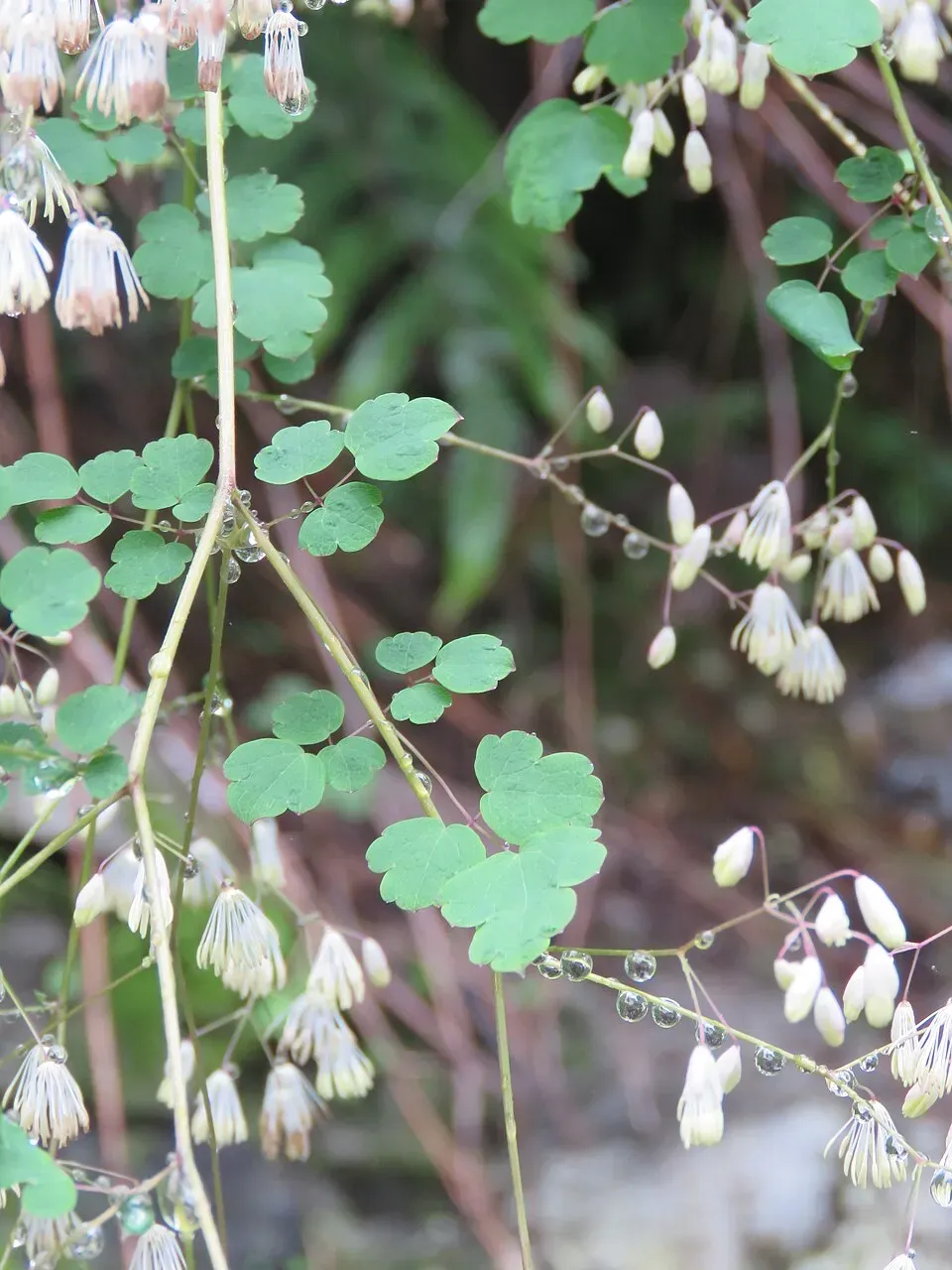 Meadow Rue Leaf — botanical anatomy illustration