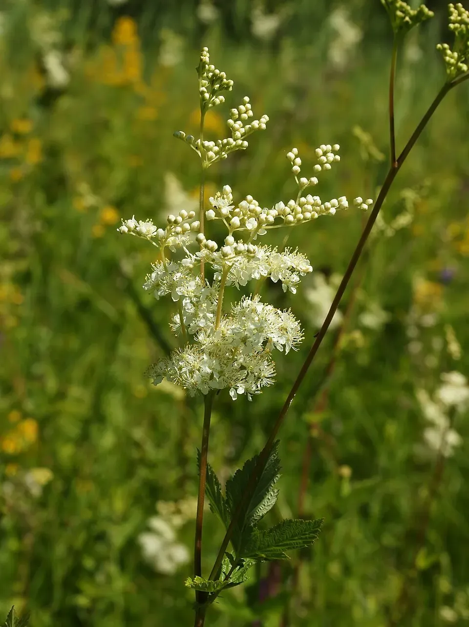 Meadowsweet Flower — botanical anatomy illustration