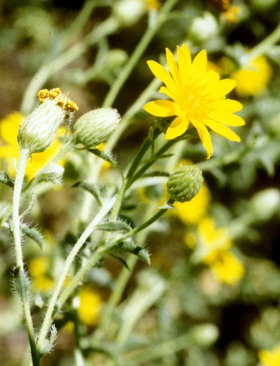 Mexican Arnica Flower — botanical anatomy illustration