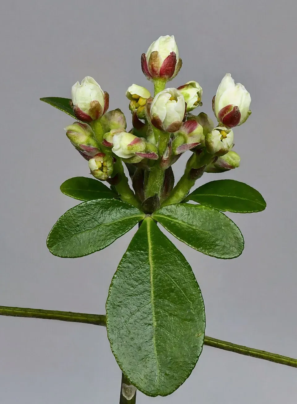 Mexican Orange Blossom Flower — botanical anatomy illustration