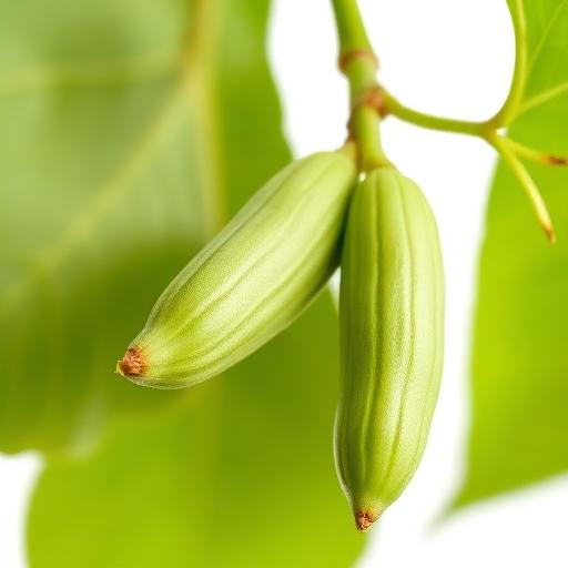 Moringa Fruit — botanical anatomy illustration