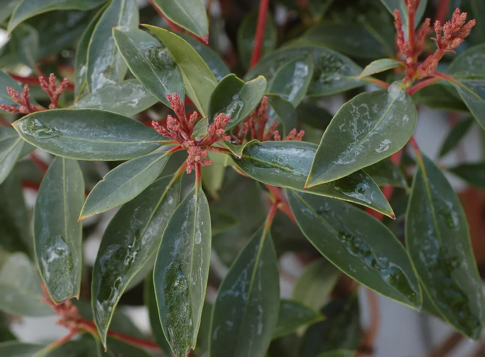 Mountain Laurel Leaf — botanical anatomy illustration