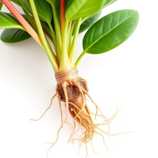 Catharanthus Roseus Root System — botanical anatomy illustration