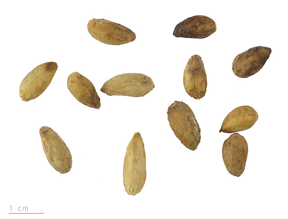 Neem Fruit — botanical anatomy illustration