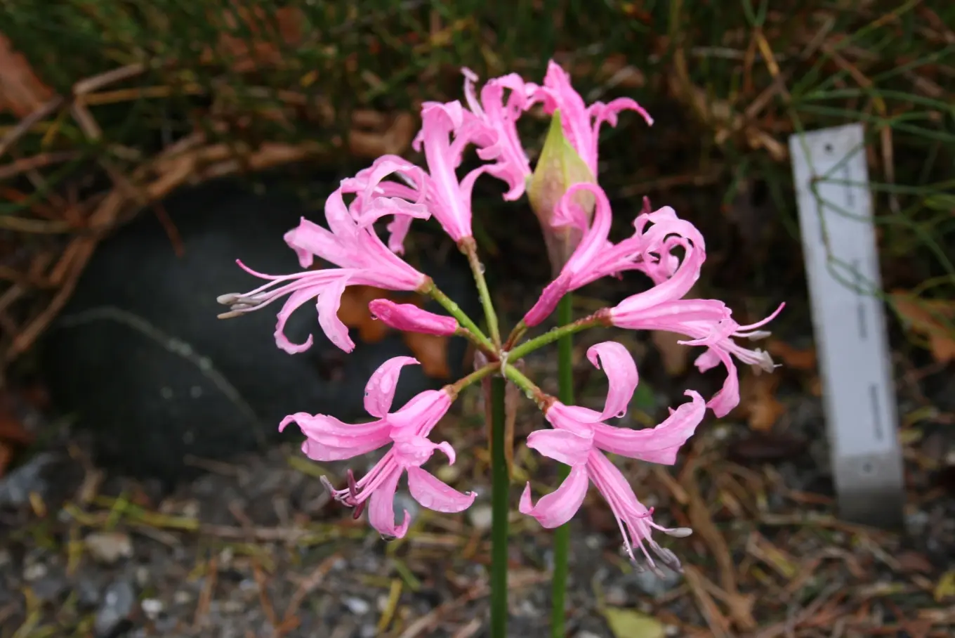 Nerine Flower — botanical anatomy illustration