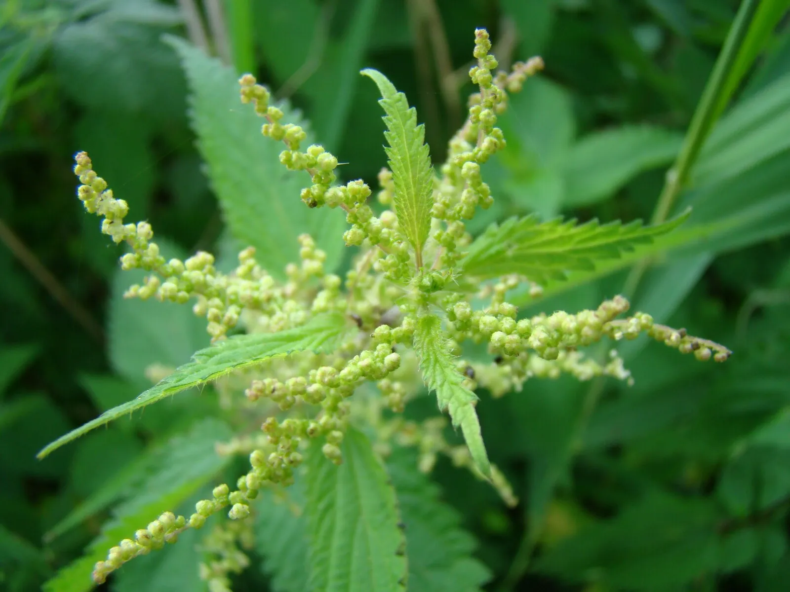 Nettle Flower — botanical anatomy illustration