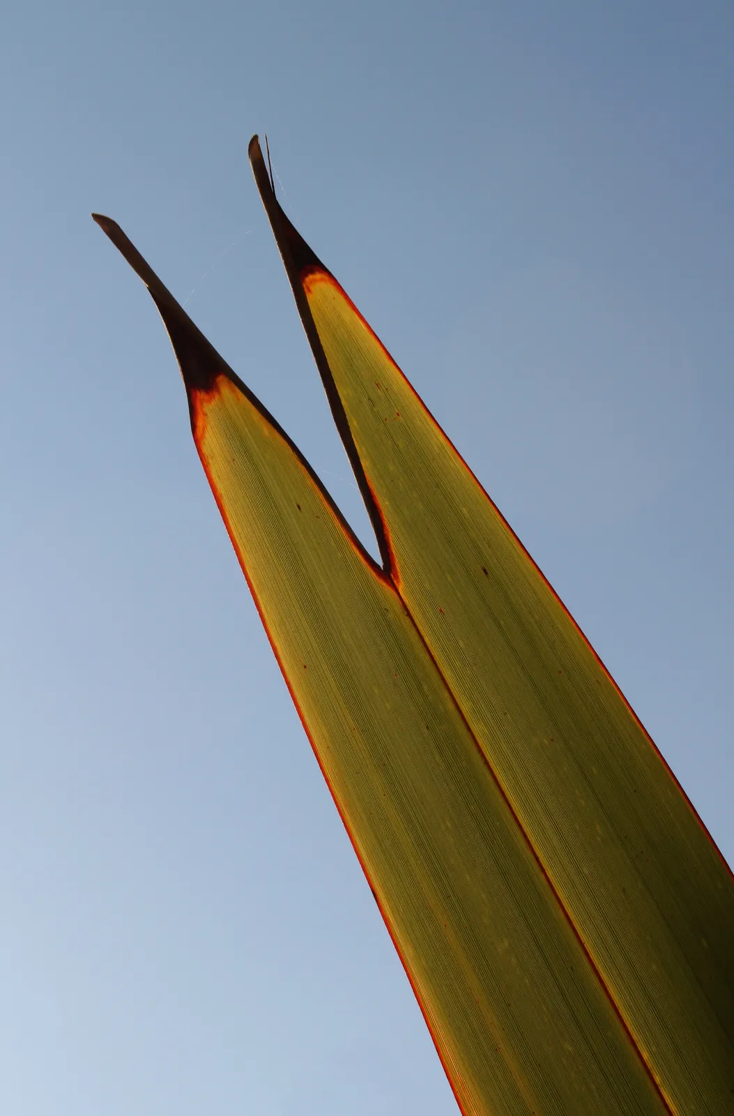 New Zealand flax Leaf — botanical anatomy illustration